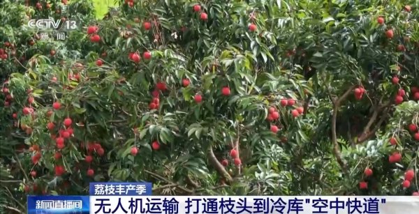 掌上世界 从岭南枝头到全球餐桌&#32;广东荔枝解锁“四季鲜”密码→